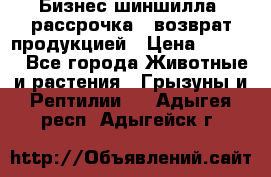 Бизнес шиншилла, рассрочка - возврат продукцией › Цена ­ 4 500 - Все города Животные и растения » Грызуны и Рептилии   . Адыгея респ.,Адыгейск г.